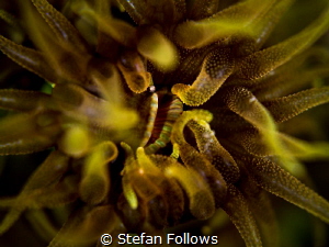 Open Wide ... ! Cup Coral - Tubastraea coccinea. Sail Roc... by Stefan Follows 